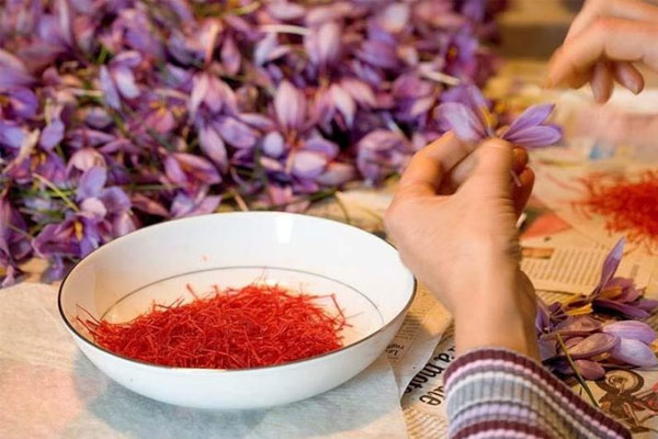 Nhụy hoa nghệ tây Israel là loại saffron rất “hot” trên thị trường